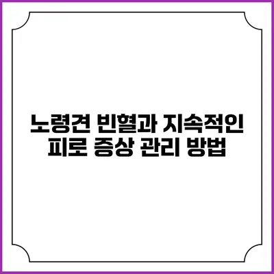 노령견 빈혈과 지속적인 피로 증상 관리 방법